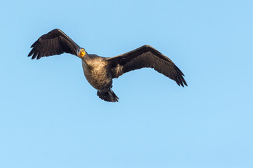 Double-crested Cormorant wings high looking ahead