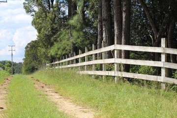 wooden bridge in the forest
