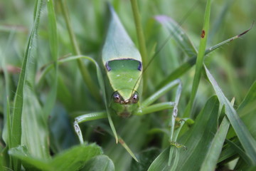 cricket on the grass