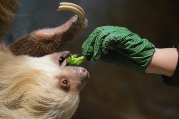 Zookeeper feeding a sloth