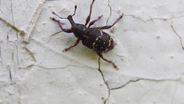 the large pine weevil(Hylobius abietis) crawling on the white wall