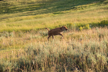 A bison calf runs through a grassy meadow at Yellowstone National Park