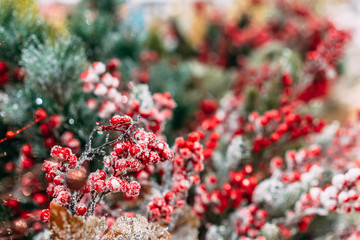 Christmas decoration background: branches and holly berries