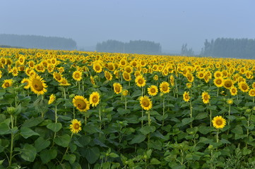 Fototapeta premium Sunflowers in the field