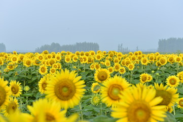 Fototapeta premium Sunflowers in the field