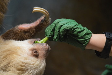 Zookeeper feeding a sloth