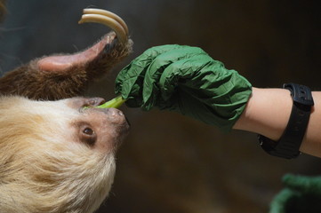 Zookeeper feeding a sloth