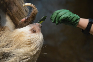 Zookeeper feeding a sloth