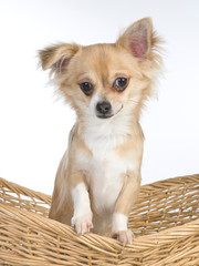 chihuahua puppy in studio with white background