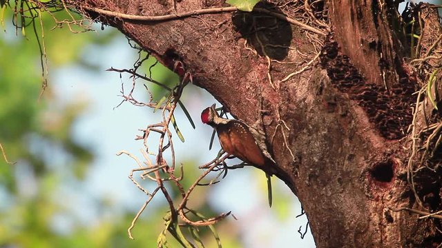 Black-rumped flameback nesting and feeding chicks in Bardia national park, Nepal  - specie Dinopium benghalense family of Picidae