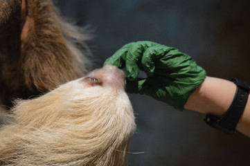 Zookeeper feeding a sloth