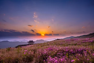 Keuken spatwand met foto azalea and rhododendron blossoming Hwangmaesan beautiful sunset in Mt © SiHo