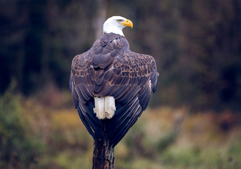 Bald Eagle