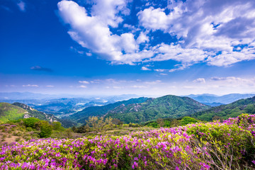 Obraz premium Hwangmaesan Mt. In spring, azalea and rhododendron blossoms take over the entire mountain