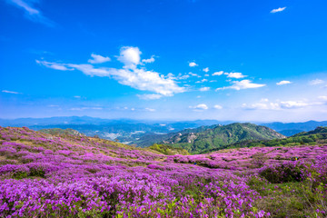 Hwangmaesan Mt. In spring, azalea and rhododendron blossoms take over the entire mountain
