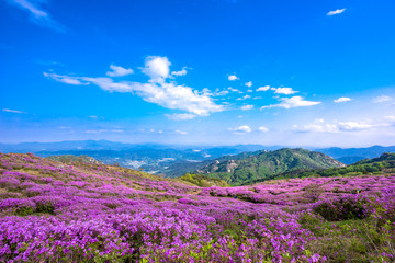 Obraz premium Hwangmaesan Mt. In spring, azalea and rhododendron blossoms take over the entire mountain