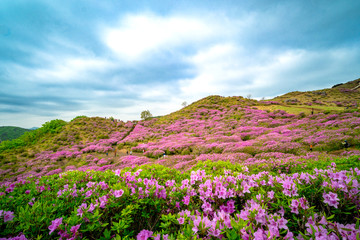 Hwangmaesan Mt. In spring, azalea and rhododendron blossoms take over the entire mountain