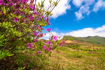 Obraz premium Hwangmaesan Mt. In spring, azalea and rhododendron blossoms take over the entire mountain