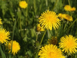 Obraz premium Dandelions