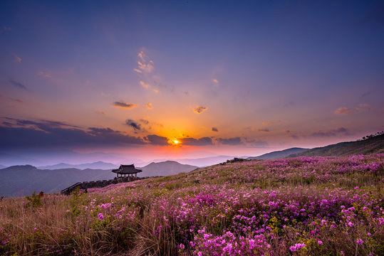 azalea and rhododendron blossoming Hwangmaesan beautiful sunset in Mt