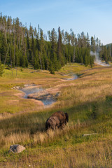 A bison grazes in a geothermal area at Yellowstone National Park