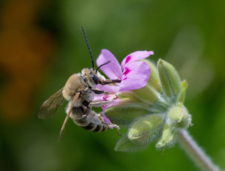 Anthophota bee geranium approaching flower