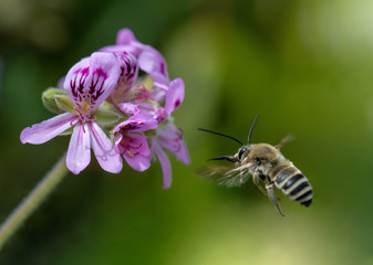 Anthophota bee geranium approaching flower