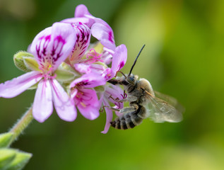 Anthophota bee geranium approaching flower