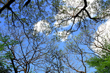 Diverse trees in deep forest