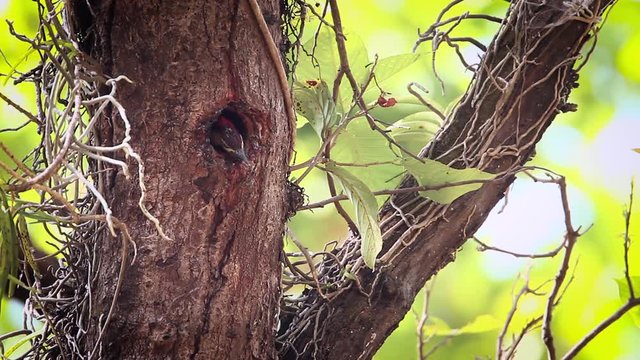 Black-rumped flameback nesting and feeding chicks in Bardia national park, Nepal  - specie Dinopium benghalense family of Picidae
