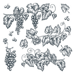 Grape vine sketch vector illustration. Hand drawn isolated design elements © Qualit Design