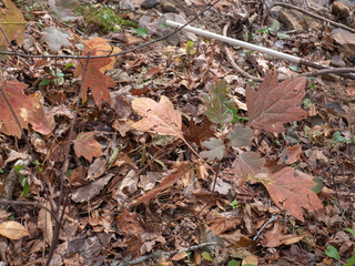 Leaves on the forest floor in Calhoun County, Alabama, USA