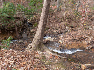 A stream flowing through the forest in Calhoun County, Alabama, USA