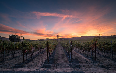 Sonoma Vineyards at Sunset