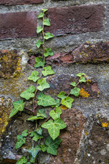 Fototapeta premium Background of ivy on a brick wall