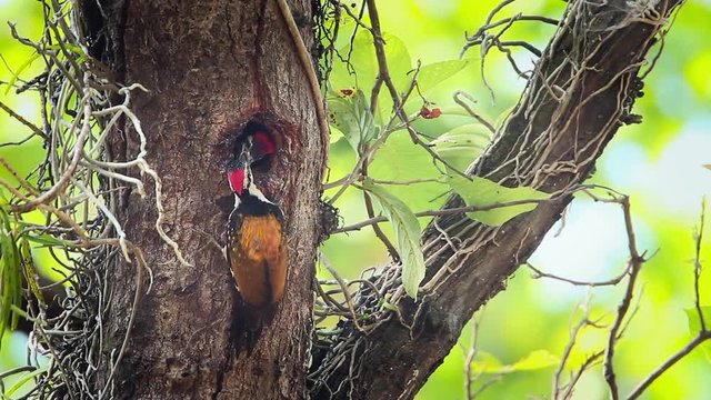 Black-rumped flameback nesting and feeding chicks in Bardia national park, Nepal  - specie Dinopium benghalense family of Picidae