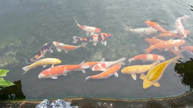 Full HD footage real time many fancy carp or  Koi fish swimming in a pond