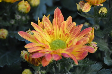 Chrysanthemum in the garden