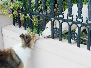 Shetland sheepdog and Labrador dog saying hello and sniffing noses each other.