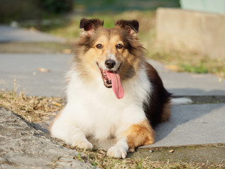 Dog, Shetland sheepdog, collie, friendly dog looking at camera with happy and faithful expression.