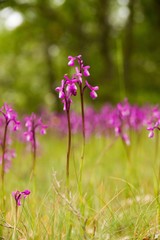 Orquideas Silvestres en Bosque