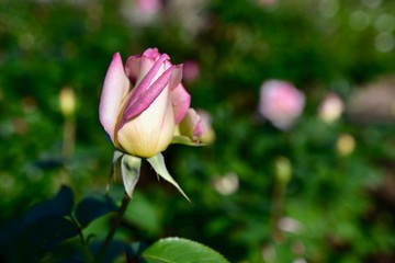 日本の美しいバラ