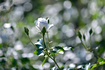 日本の美しいバラ