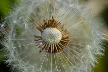 Dandelion withered, Taraxacum officinale, seeds, Bavaria, Germany, Europe