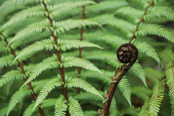 Koru, the fresh new stem of a fern on the background of green fern leaves, New Zealand fern