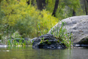 grass growing on rock in the creek