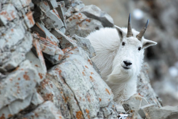 Mountain Goat in the Cliffs-Billy