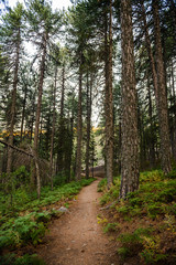 Obraz premium Trail through the Forest