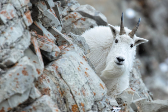 Mountain Goat in the Cliffs-Billy
