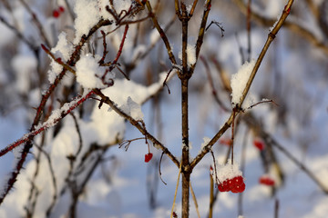 Snowy highbush cranberries